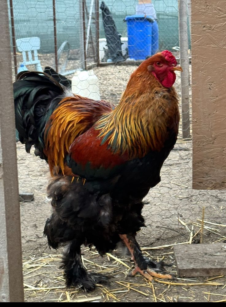 Oua pentru incubat sau pui, gaini si cocosi rasele Australorp & Brahma