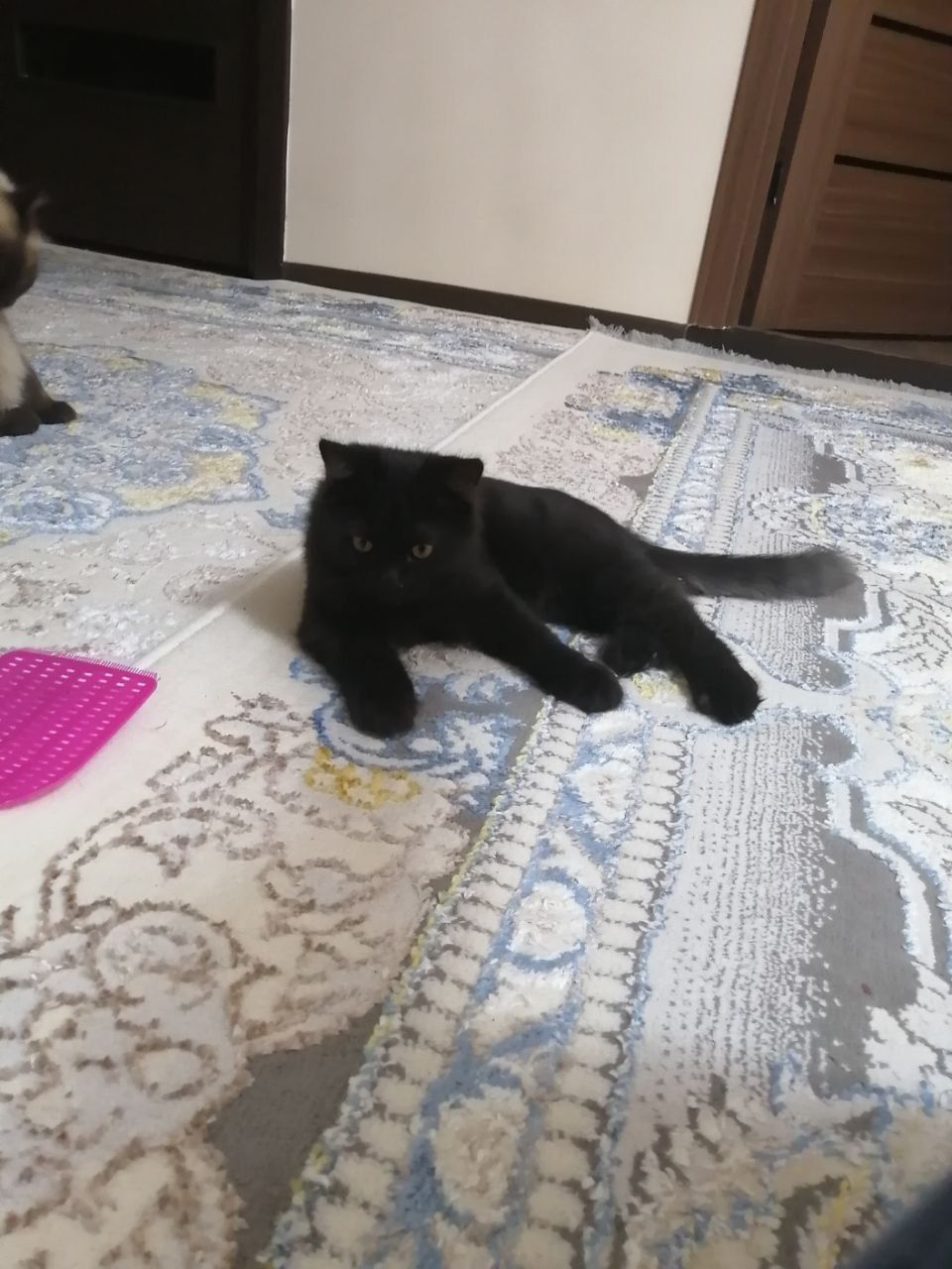 Сиамиская кошкий