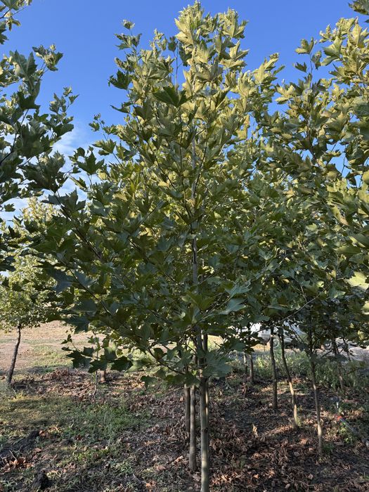 Vand platan englesec calitate extra