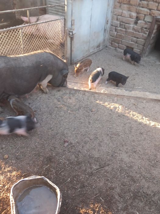 Виетнамски прасета на 3 месеца