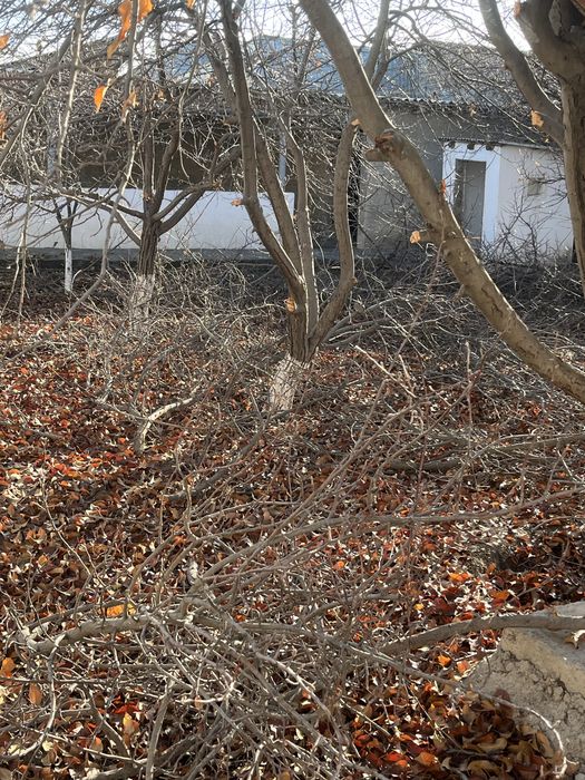 Отын, деревья бесплатно