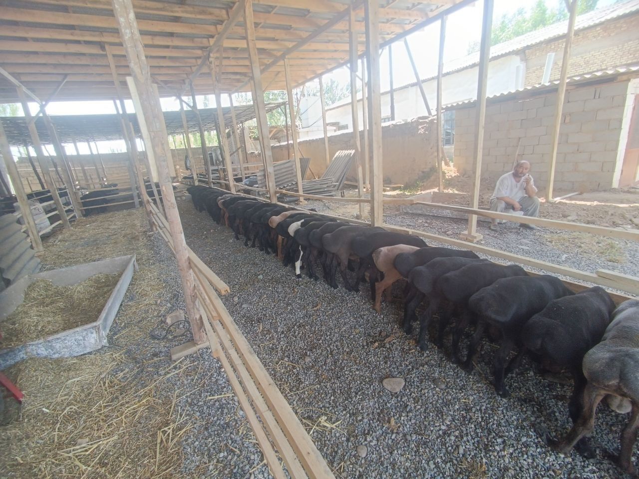 Qoylar sotiladi eng arzon narhlarda