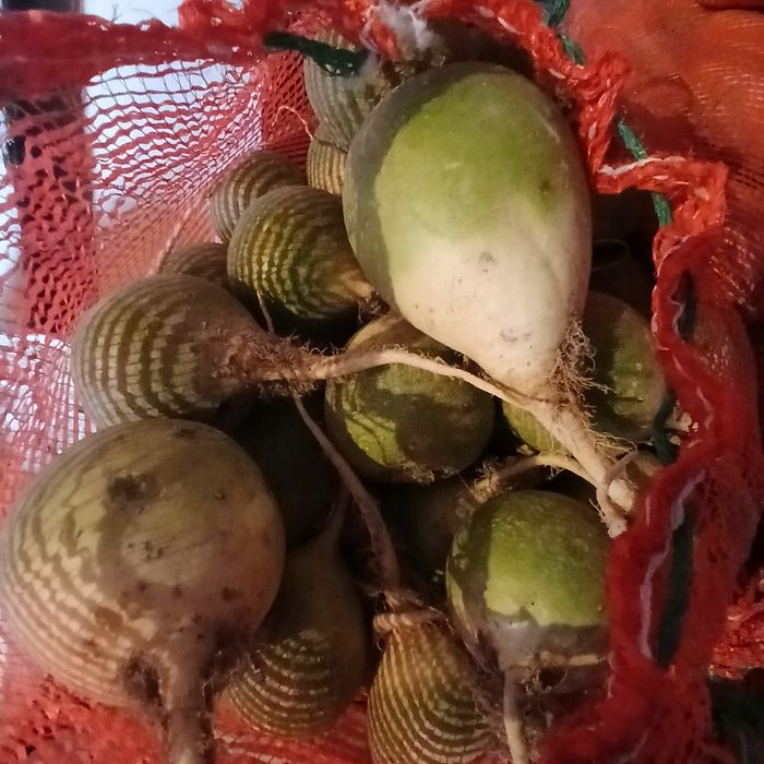 Продам лобу маргеландская и дайкон