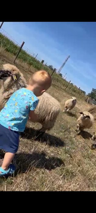 De vânzare zece miele