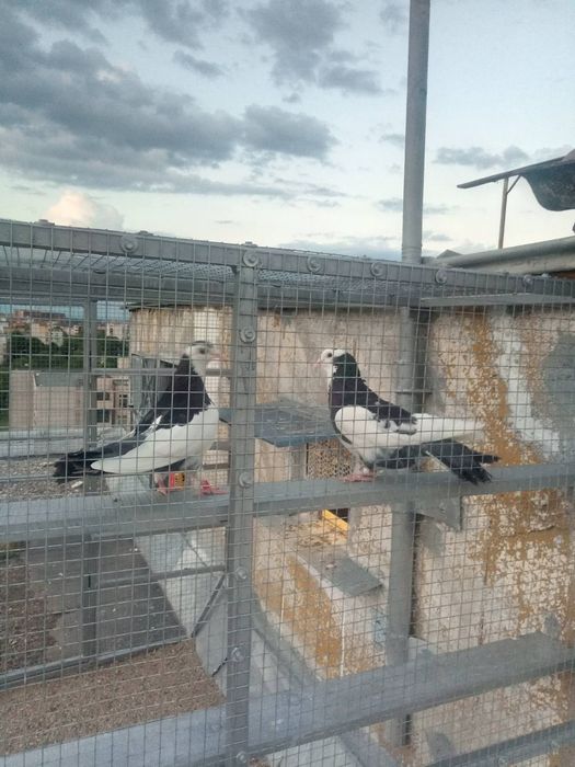 Пазарджишки гълаби високолетачи съсфдобри полети