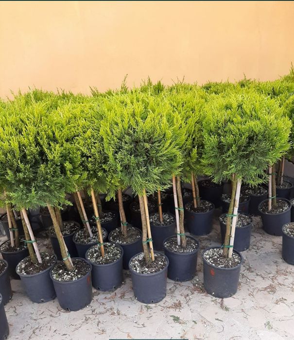 Rulouri de gazon Plante ornamentale