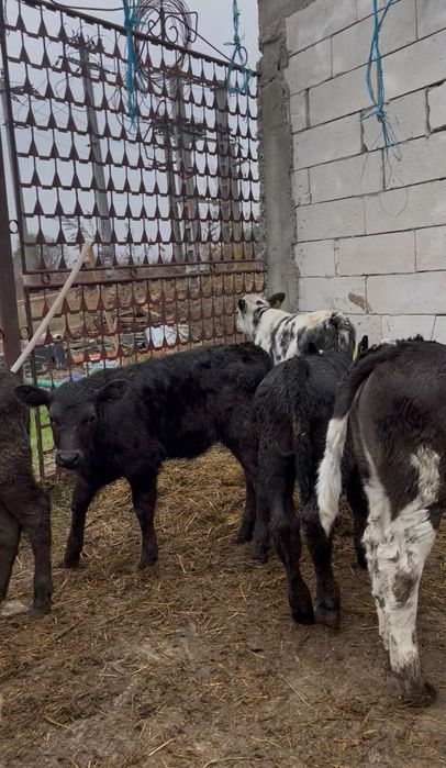 Vand lot de 10 vitele de rasă bună