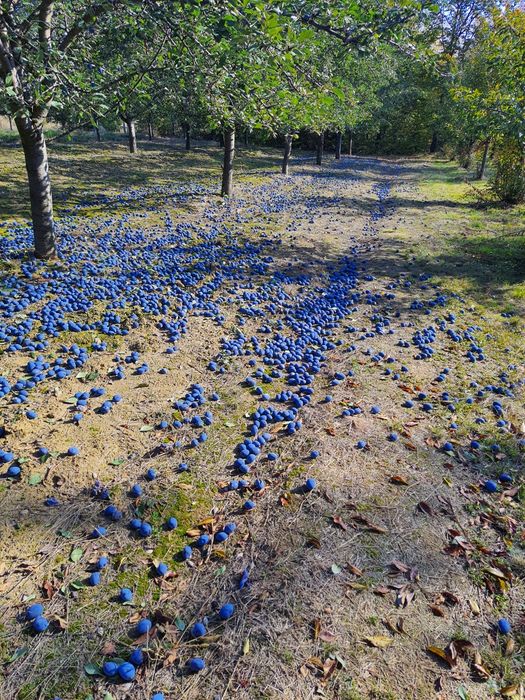 Vând prune pentru țuică