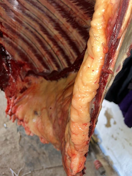 Соғым бар бие жабагы мясо конина жабағы Каратобе