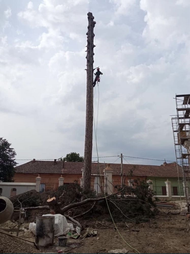 Arborist, alpinist utilitar in arbori, taiere de arbori/copaci