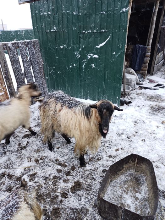 Продам козла на племя, комолый, два года. Молодой можно ещё держать.