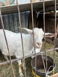 Продам коз молочных породистых с козлятами