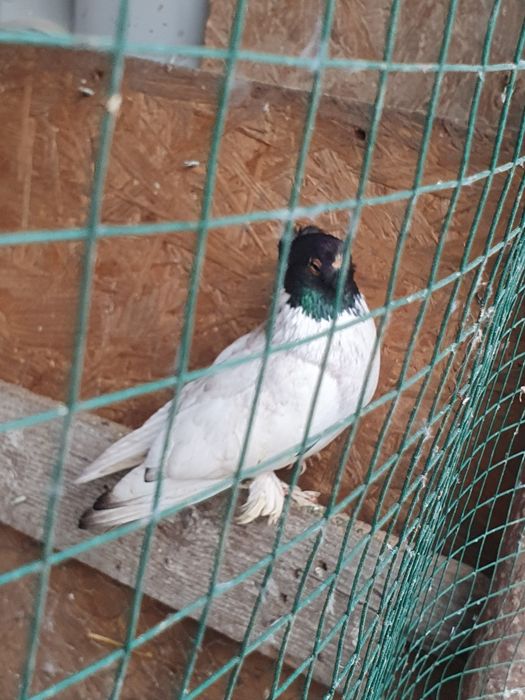 Jucatori de Botoșani