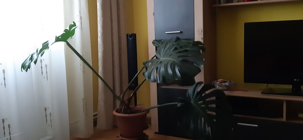 Plantă de apartament filodendron