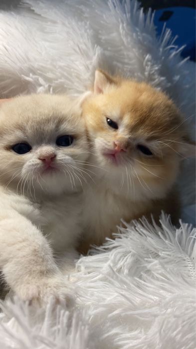 Котики кошечки британские