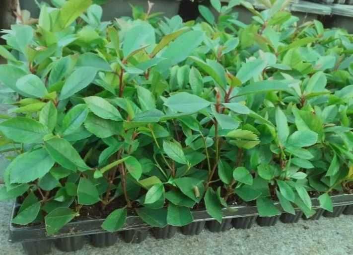 Photinia Fraseri Red Robin +/- 15 cm