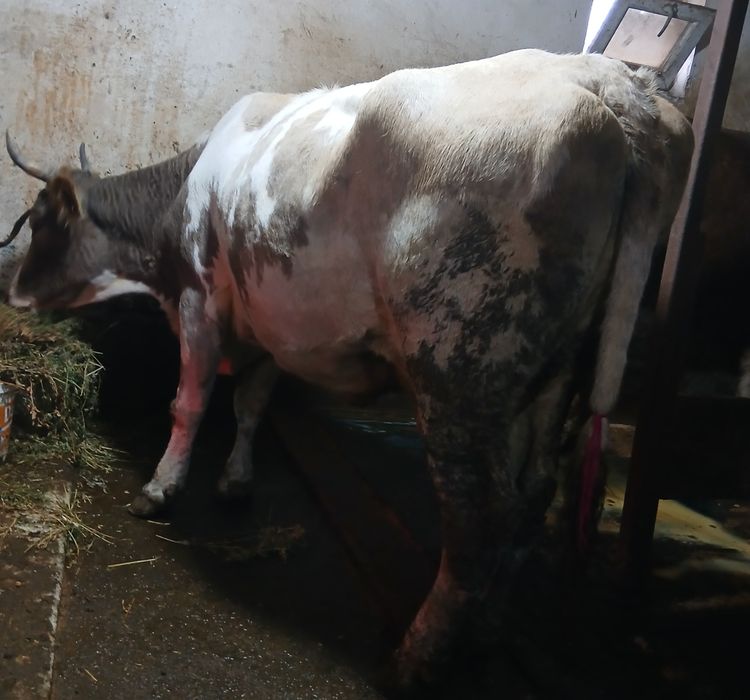 Vând  4 vaci  gestante