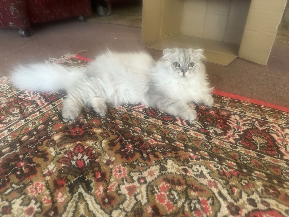 Продам кота 6 месяцев хайленд скотиш фолд.250$.привит
