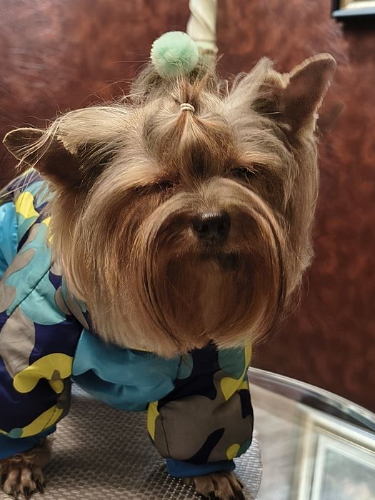 Мини Йорки на 2г.