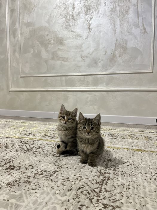 Продается котята