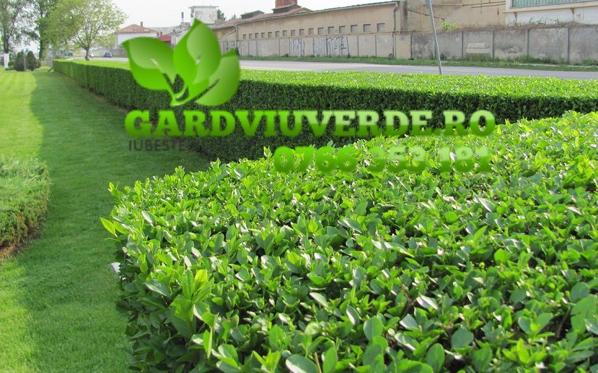 Gard viu plante pentru formare