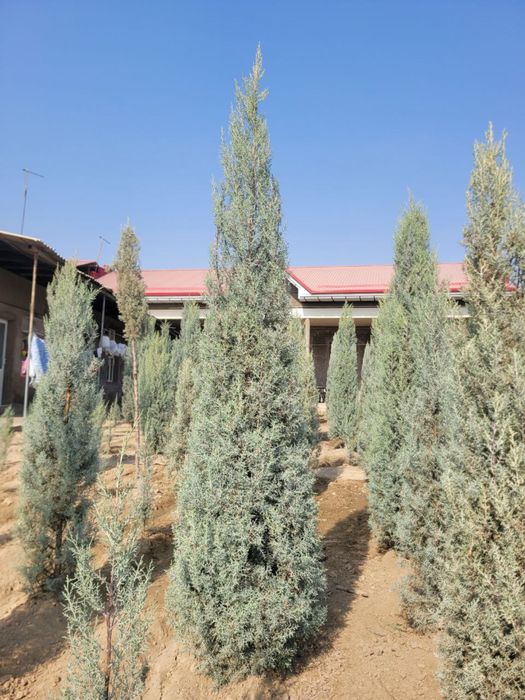 arizonski kiparis archa boyi 1.5 da 3.30 ga bor 50 $ dan boshlanadi