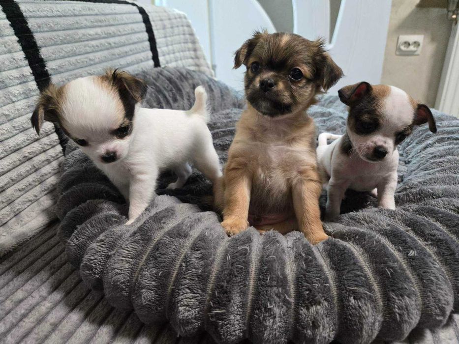 Продавам кученца чихуахуа