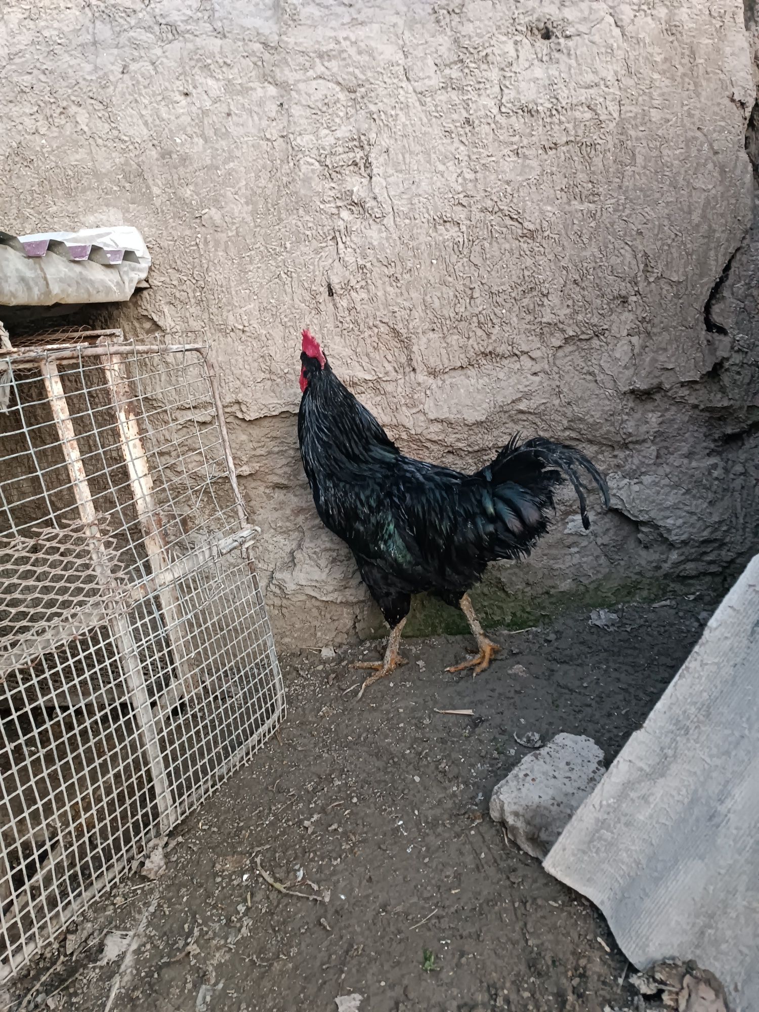 Qora shaxzoda xo'rozlari sotiladi qoni toza