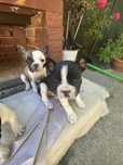 Buldog francez pui