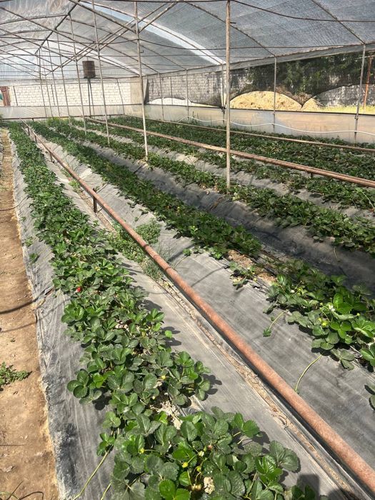 Noturar joy yer xisobida sotiladi