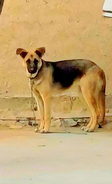 Восточно-европейская овчарка.