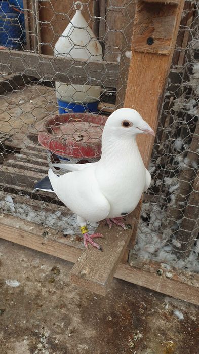 Ocazie! Vand 4 femele voiajor de concurs cu origini foarte bune!