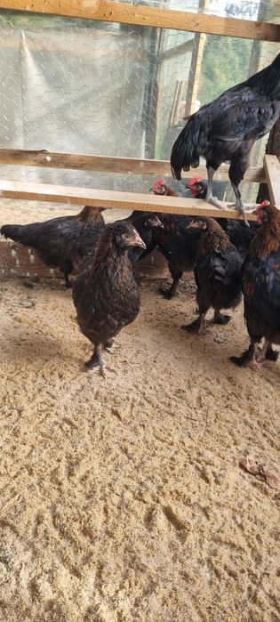 Marans Negru Arămiu tineret schimba locația