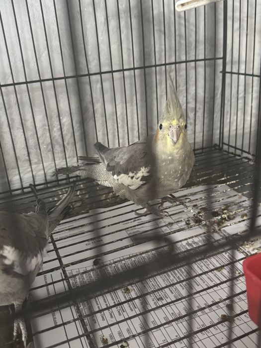 Karela sotila yosh sog’lom