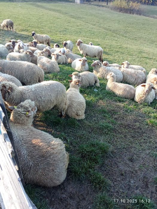 Oi de vânzare   …