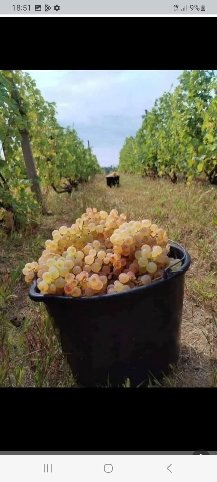 Struguri de vin calitatea întâi producția 2025