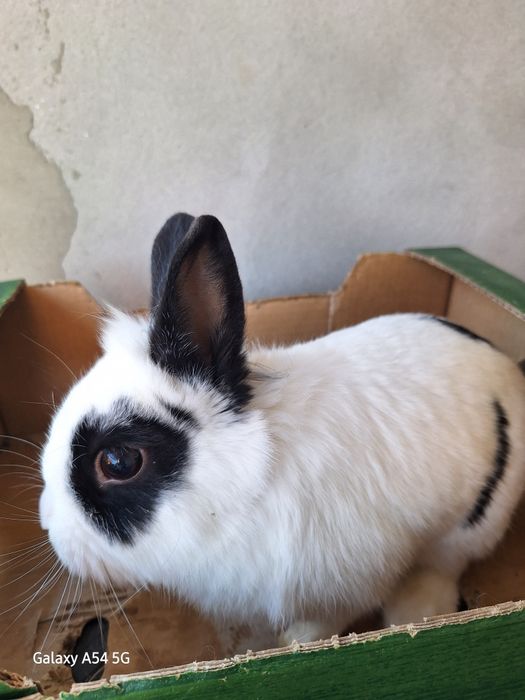 Vând cușcă iepuri impreuna cu  2 iepuri talie mica  în vârstă de 2 ani