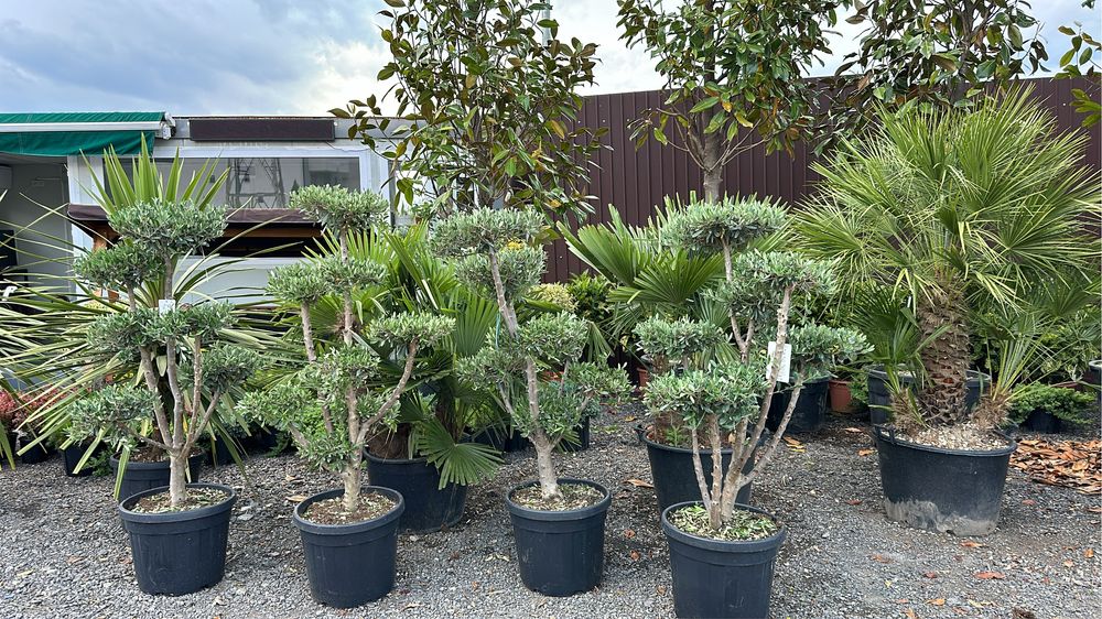 Iuca rostrata bosai ilex maslini tuia brazi spirale forme inupar etc