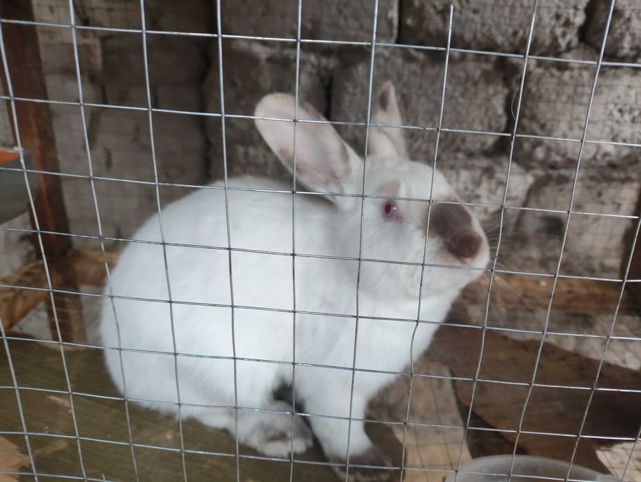 Фландр ва Калифорния тоза конли куёнлар сотилади