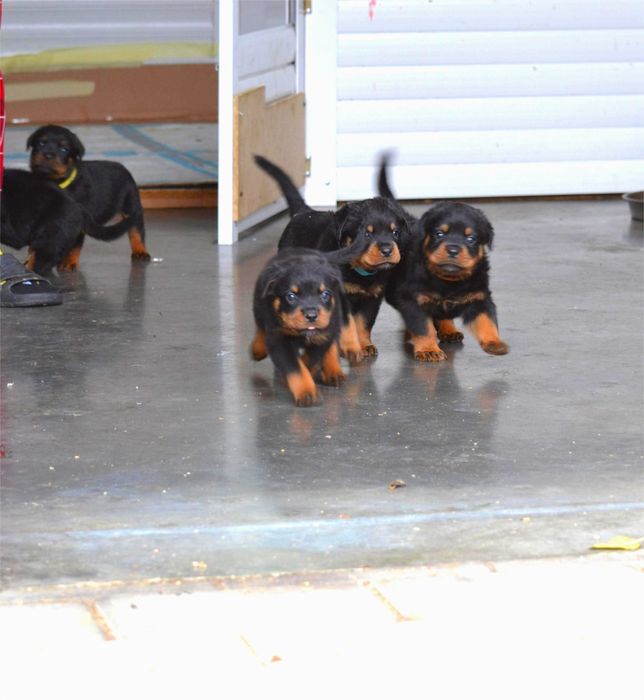 De vânzare pui rottweiler cu pedigree.