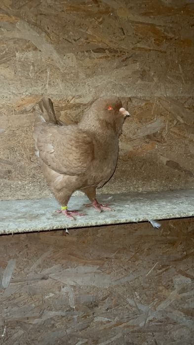 Vand sau schimb kingi linie noua