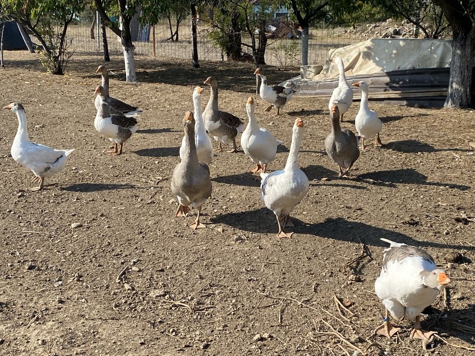 Gâște de casă,crescute natural