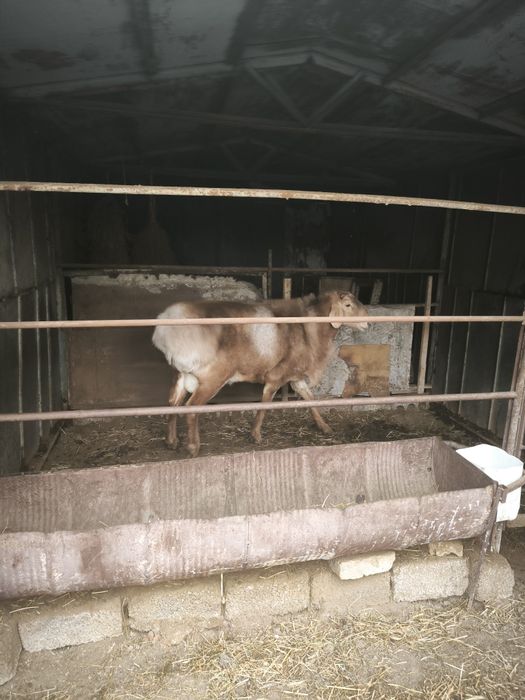 Кочкор арашан сотилади