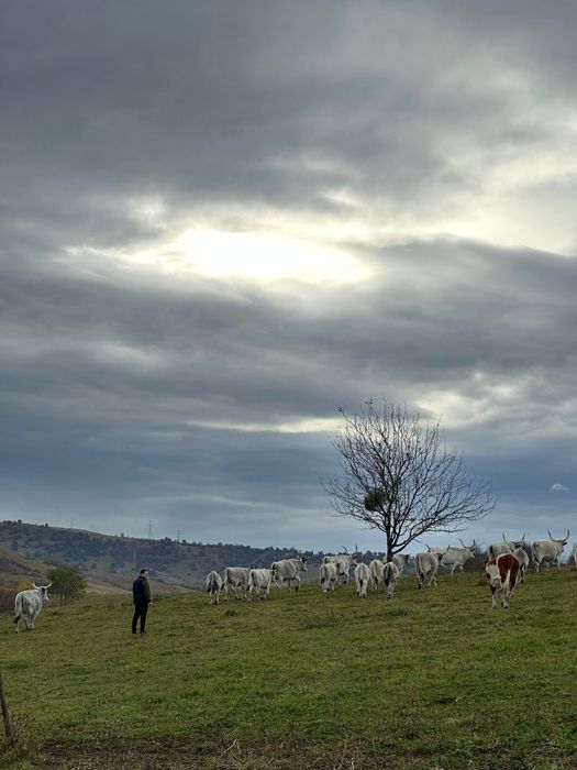 Sură de stepă Vițele și juninci disponibile