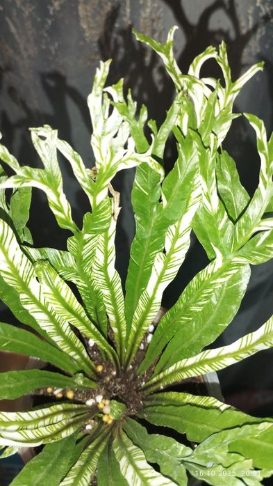 Продается Шикарный Папоротник Асплениум