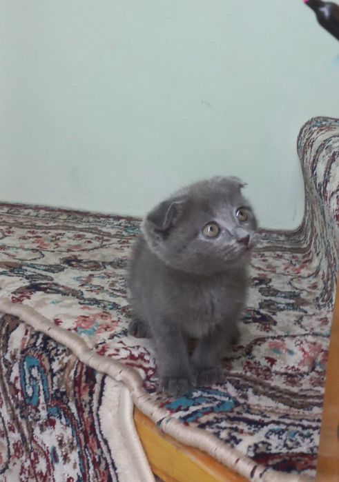 Продаётся кошечка