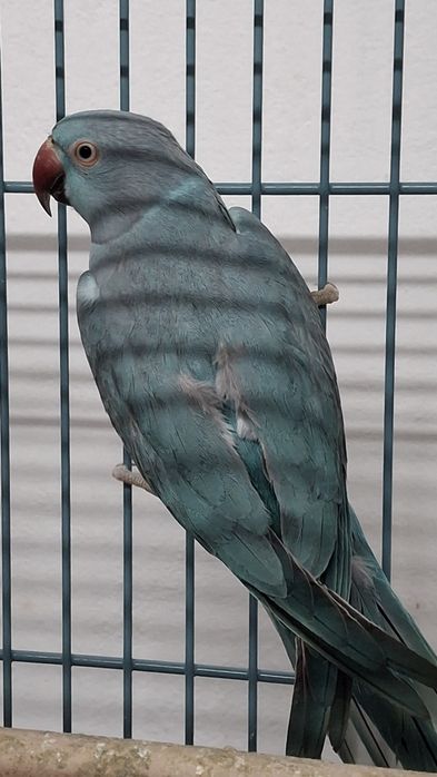 Colivii ,diferite culori