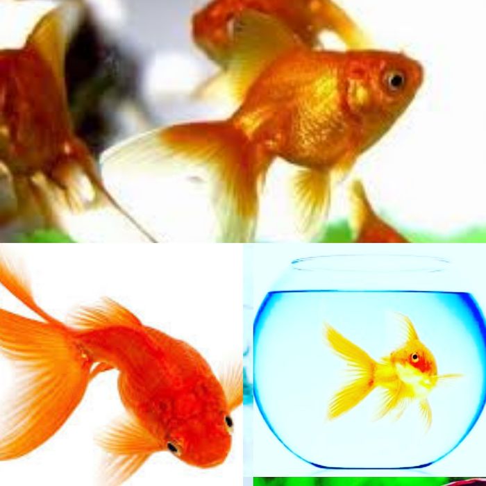 Золотая рыбка в Афалине(выше Шахристана)