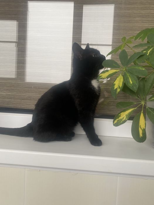 Отдам девочку в добрые руки!