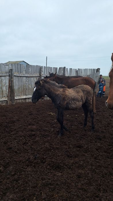 Сатылады кулындар